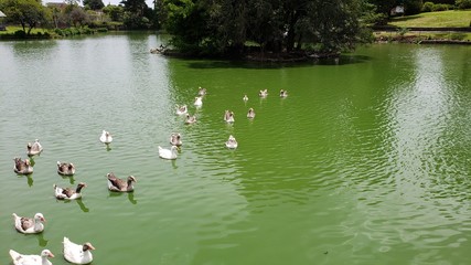 patos no lago verde