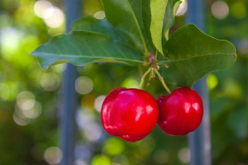 Acerola IMG_0439