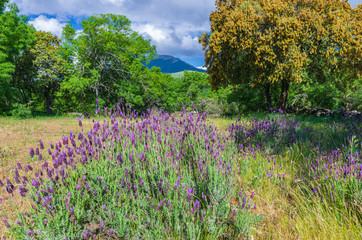 Obraz premium Lavender field with a forest and a mountain in the background