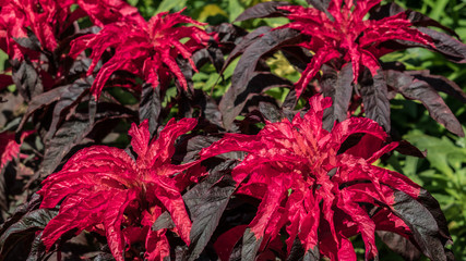 red flowers in the garden