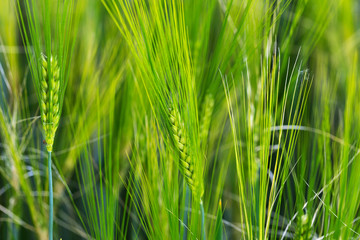 Detail of the green Barley Spike