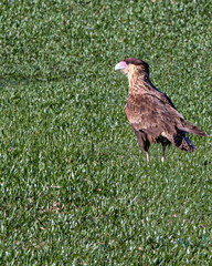 Obraz premium The meaningful look of birds of prey