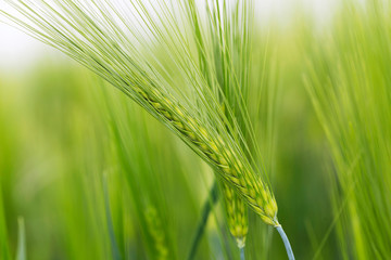 Detail of the green Barley Spike