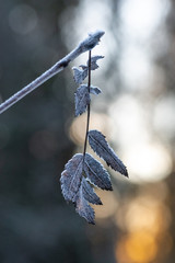 Winter leaves