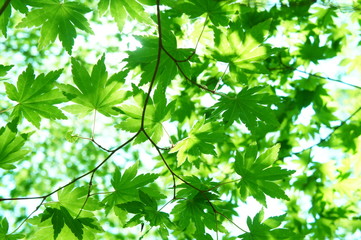 カエデ　かえで　楓　若葉　新緑
