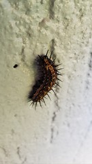 lagarta venenosa