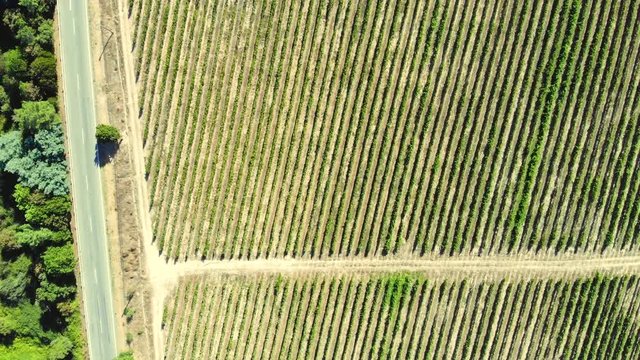 Aerial view. Field of green vine plants in valley of Douro river in winemaking region between mountains in Portugal