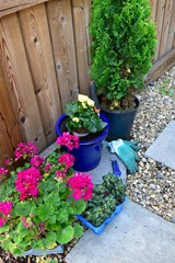 Spring annual flowers for planting in summer garden planters