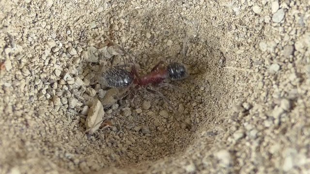 Ameisenl&ouml;we f&auml;ngt Ameise