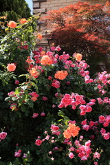 Fototapeta na wymiar 外壁を覆ったカラフルな薔薇と楓