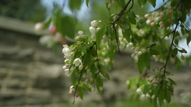 Stonewall along path rack focused into a tree branch in Ontario, Canada