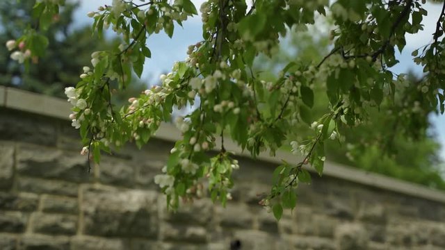 Tree branches along a stonewall path in Ontario, Canada