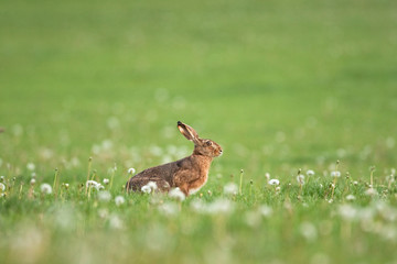 European hare, lepus europaeus, Bohemia nature