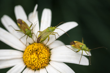 Bugs on a Daisy in close up