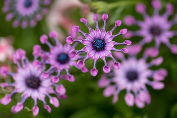 African Daisy flowers