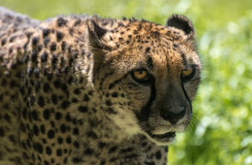 Cheetah close up at the zoo