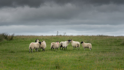 Naklejka na ściany i meble Group of Black Face sheep on moorland