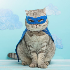 superhero cat, Scottish Whiskas with a blue cloak and mask. The concept of a superhero, super cat, leader