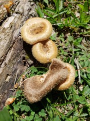 cogumelos no ch&atilde;o