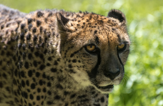 Cheetah Close Up At The Zoo