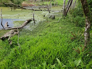 açude banhado grama
