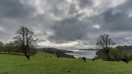 Pasture and estuary Trelissick Cornwall