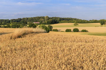 Fototapeta premium Weizenfeld bei Malente in Schleswig-Holstein, Deutschland