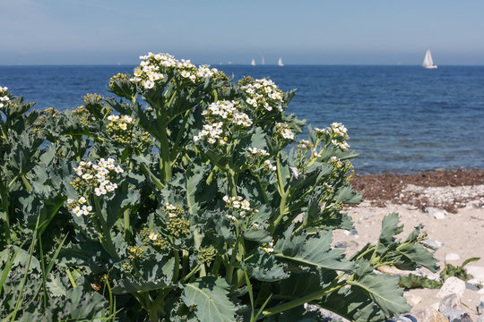 Echter Meerkohl (Crambe maritima, Sea kale) mit Bl&uuml;ten am Strand der Ostsee in Schleswig-Holstein, Deutschland.