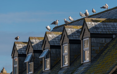 Sea Gulls on the rooftops in Mevagissey Cornwall