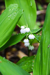 flowers white lilies of the valley in green leaves background