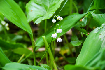 Obraz premium flowers white lilies of the valley in green leaves background
