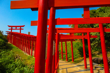 Fototapeta na wymiar Many Japanese Red Shinto Shrines 