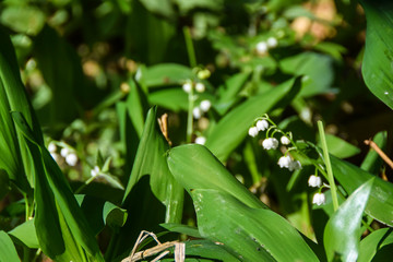 flowers white lilies of the valley in green leaves background