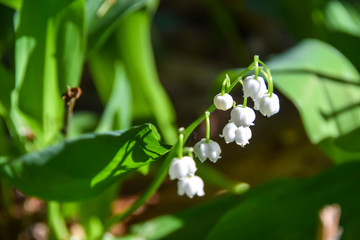 flowers white lilies of the valley in green leaves background