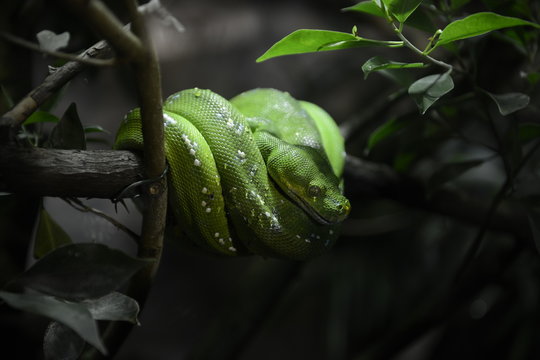 Green Snake