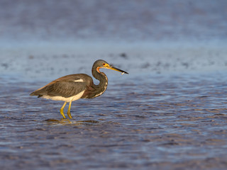 Tricolored Heron Caught a Small Fish