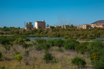 Obraz premium Lagoon. Flamingo on the lagoon “Fuente De Piedra”. 