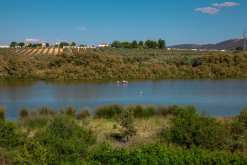 Lagoon. Flamingo on the lagoon &ldquo;Fuente De Piedra&rdquo;. 