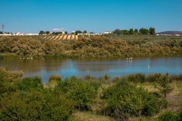 Lagoon. Flamingo on the lagoon &ldquo;Fuente De Piedra&rdquo;. 