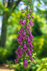 magenta purple fox glove flowers digitalis in the garden © Amy Buxton