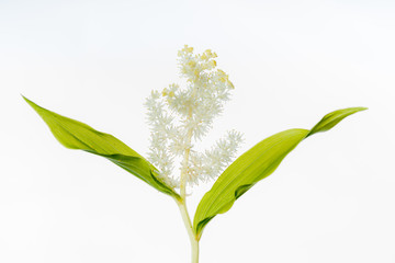 False Solomon's Seal - Isolated Plant