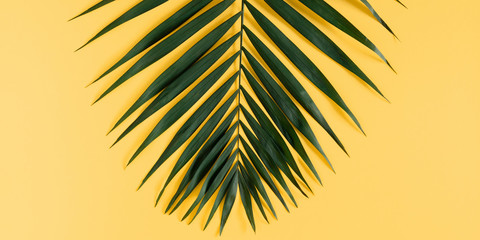 Summer modern composition.Tropical green leaves of palm tree on pastel yellow background. Flat lay, top view, copy space