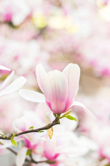Beautiful magnolia flowers; spring floral background