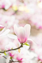 Foto op Canvas Beautiful magnolia flowers  spring floral background © hiddencatch