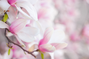 Fototapeta na wymiar Beautiful magnolia flowers; spring floral background