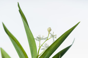 Smilacina stellata - Star Flowered Small Solomon's Seal