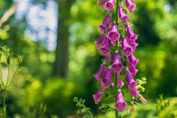 magenta purple fox glove flowers digitalis in the garden © Amy Buxton