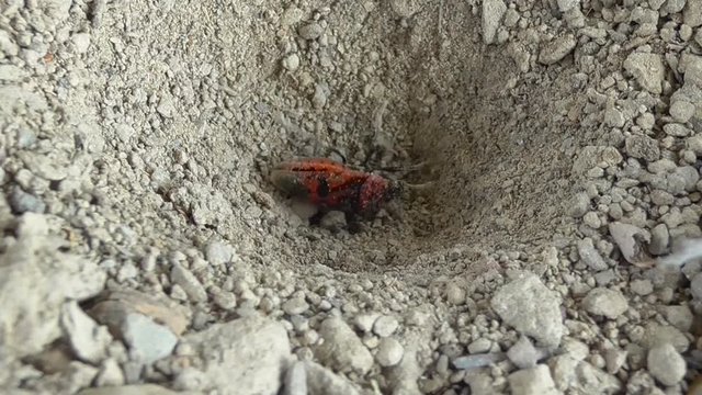 Ameisenl&ouml;we f&auml;ngt Wanze