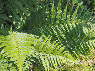 green fern plant leaves