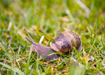 Garden Snail - Cornu aspersum in a british garden